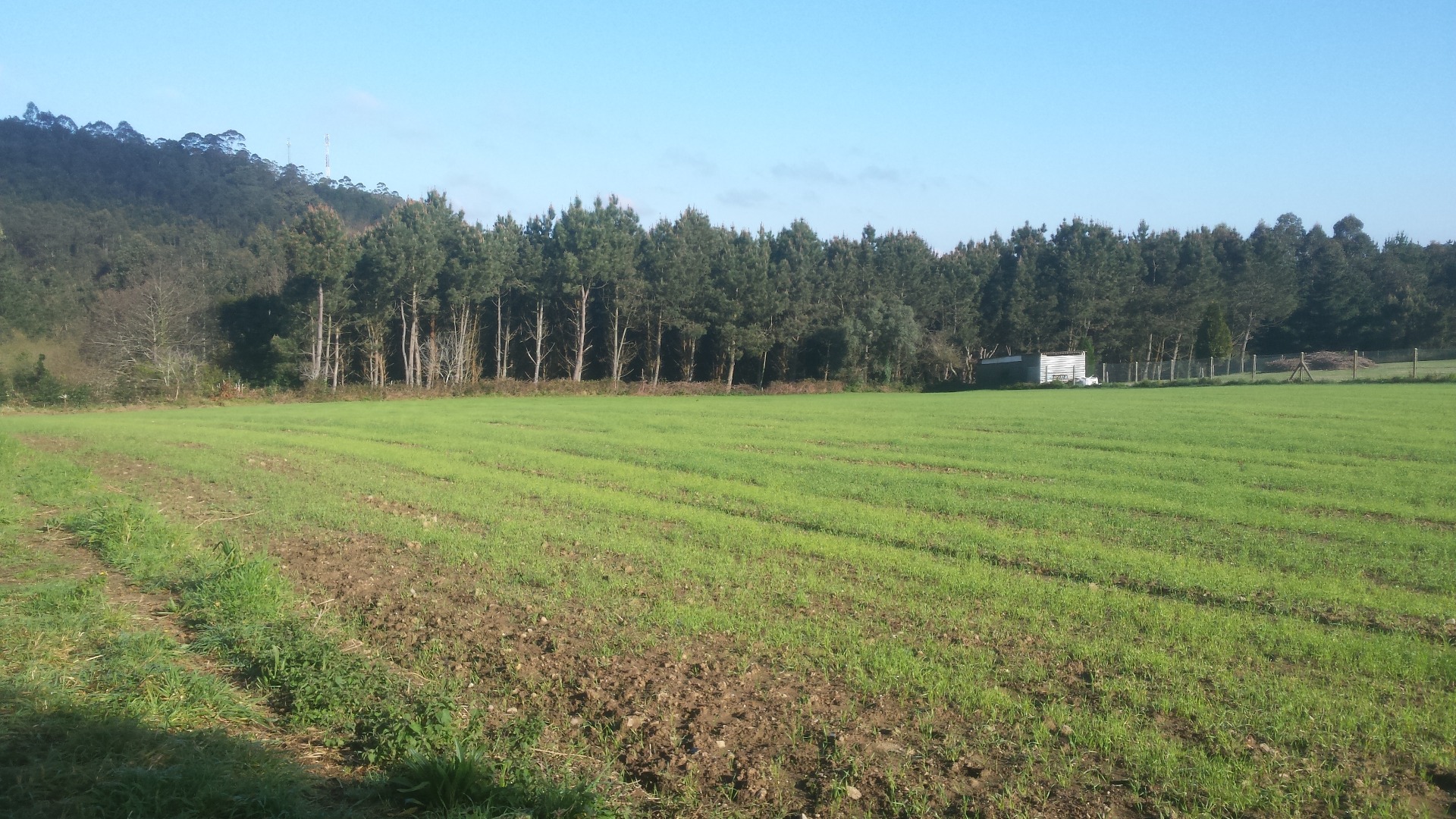 campo de pasto y ubicación carpa